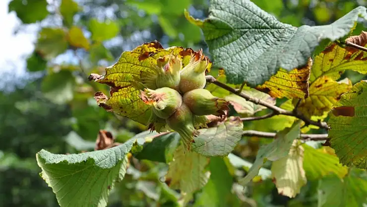 Düzce'de 17 Kasım fındık fiyatı belli oldu: Sabah açılışı üreticiyi şaşırtmadı