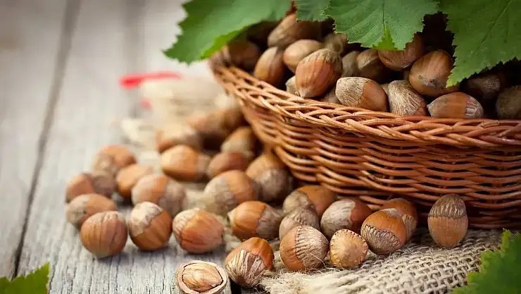 Düzce'de Fındık Fiyatları 12 Kasım 2025: Üretici Beklentili, Piyasa Dengede!