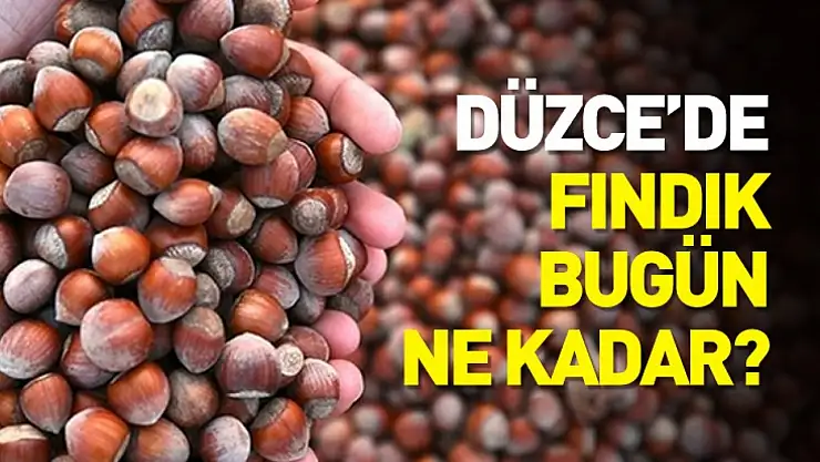 Düzce'de Fındık Piyasasında Hareketsiz Ama Güçlü Bir Görünüm