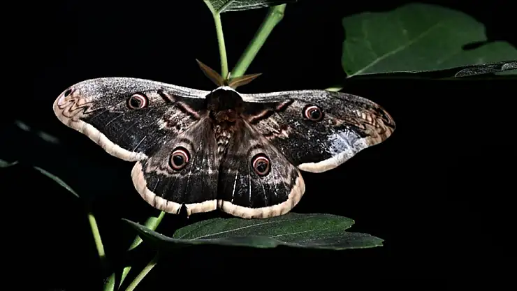 Düzce'de tavus kelebeği bulundu