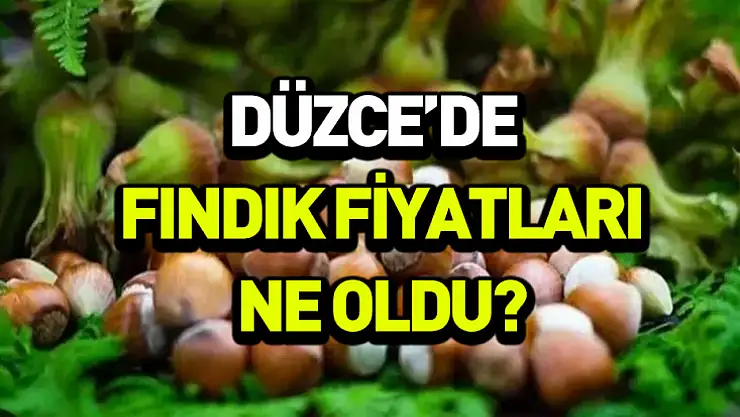 Düzce'de yeni güne fındık güncellemesi: 16 Kasım rakamları belli oldu