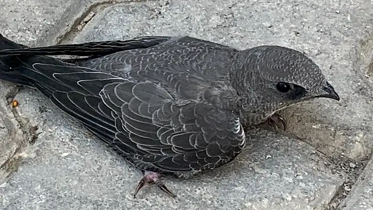 Ebabil kuşunu koruma altına aldı