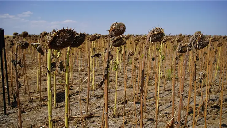 Edirne'de bu yıl da kuraklık ve sıcak hava nedeniyle ayçiçeği verimi düştü