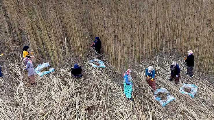 Endüstriyel Kenevir Çorum'da Gelir Kapısı Oluyor