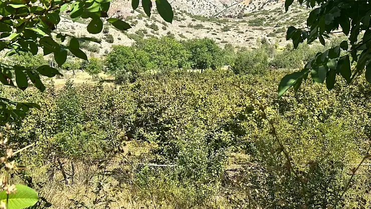 Erzincan'ın Kemah ilçesinde ilk fındık hasadı başladı