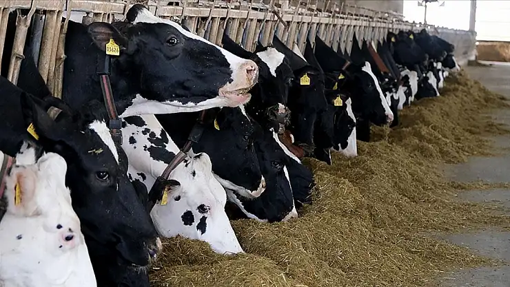 'Et ve süt üretiminde arz sıkıntısı yok'