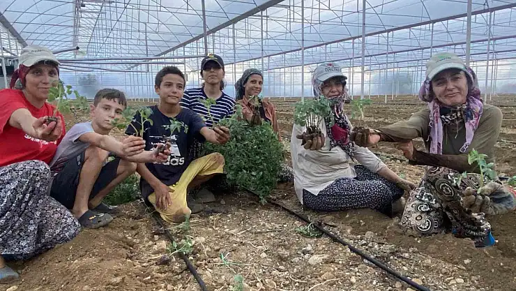 Fide dikimleri başladı