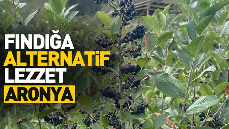 Fındığa Alternatif Lezzet