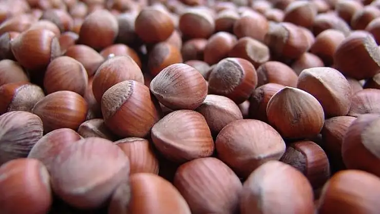 Fındık fiyatı bugün kaç TL? 6 Ekim 2025 serbest piyasa güncel fındık fiyatları