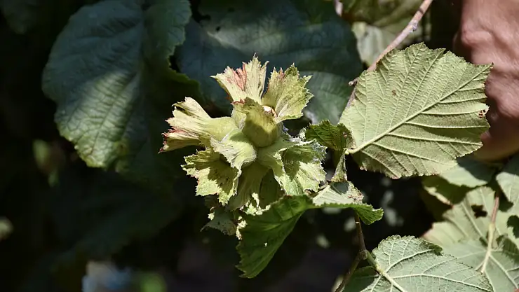 Fındık hasadı 4 Ağustos'ta başlıyor