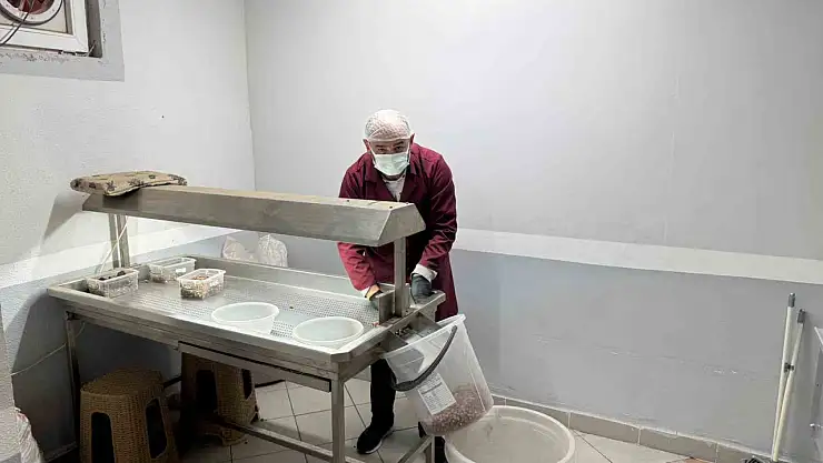 Fındık kavurma tesisleri taleplere yetişemiyor