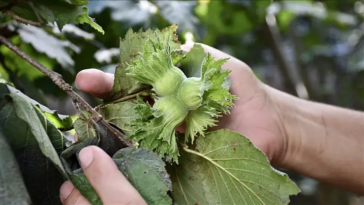 Fındık üreticileri hasada hazırlanıyor