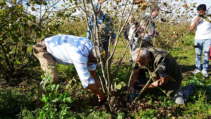 Fındıkta çok dal, çok fındık anlamına gelmiyor