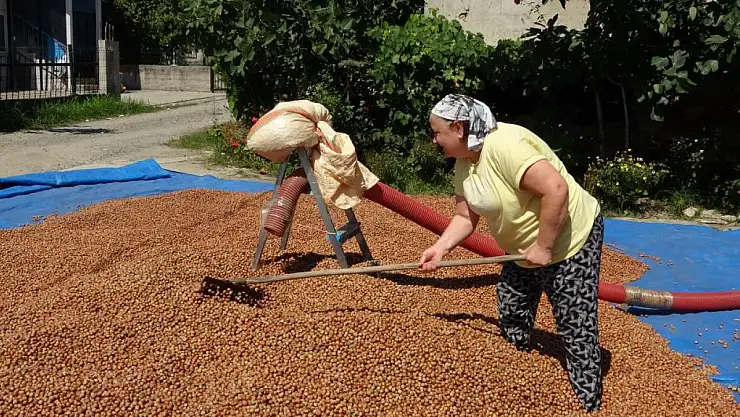Fındıkta patoz mesaisi başladı