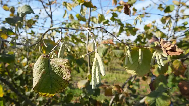 Fındıkta Verimi Artıran Sır: Güneş, Doğru Budama ve Temiz Ocaklar