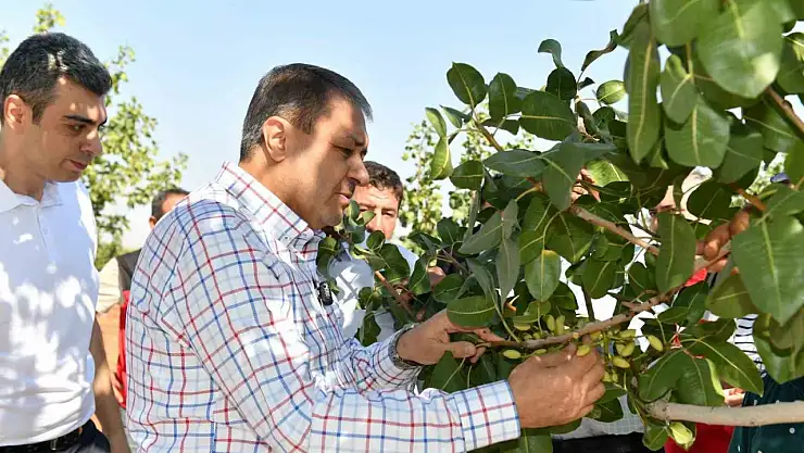 Fıstık hasadı başladı