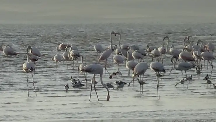 Flamingoların renkli dansı