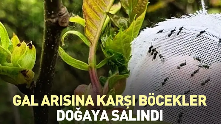 Gal arısına karşı böcekler doğaya salındı