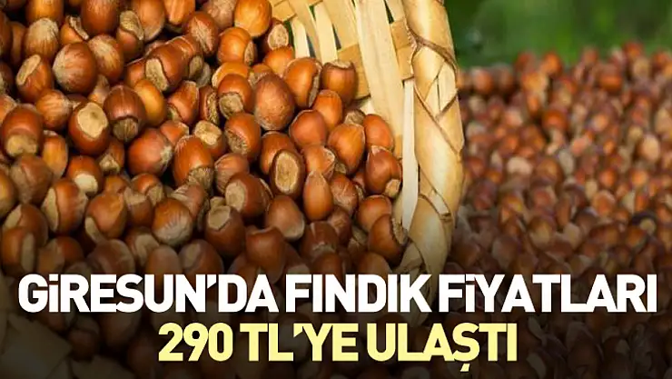 Giresun'da Fındık Fiyatları 290 TL'ye Ulaştı