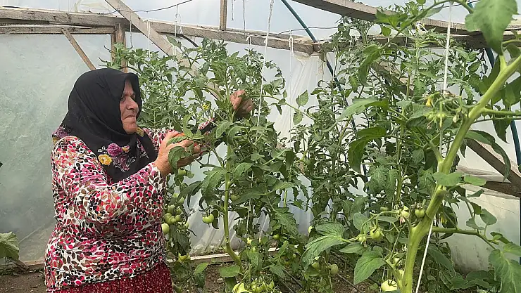 Giresun'da Kadın Üretici Serasıyla Geçimini Sağlıyor