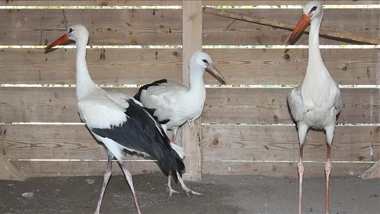 Göç dönemini kaçıran yaralı leylekler, kışı geçirmek için Kızılırmak Deltası Kuş Cenneti'nde kalacak.