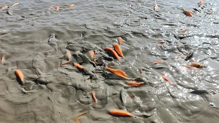 Gölet kurudu, balıklar telef oldu