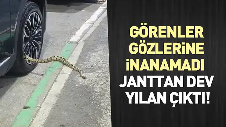 Görenler Gözlerine İnanamadı : Janttan Dev Yılan Çıktı!