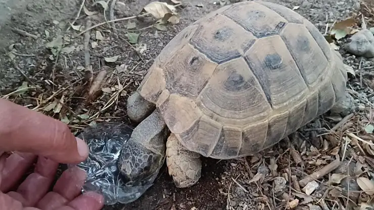Gözyaşları İçinde Susuz Kaplumbağaya Su Verdi