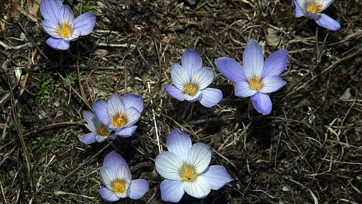 Güz Çiğdemi Ilgaz'da Görsel Şölen Oluşturdu
