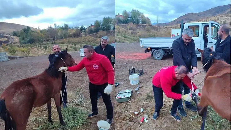 Hakkari'de ayağı kırık at kurtarıldı