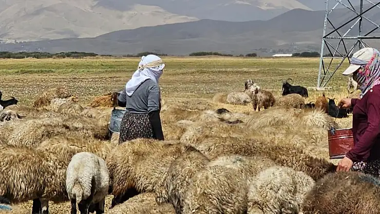 Hakkari'nin o ilçesinde şap hastalığı kontrol altına alındı