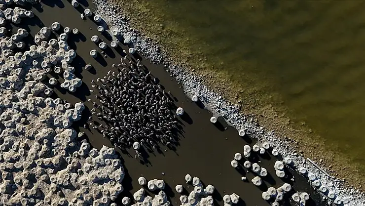 Halkalama yöntemiyle takip edilecek