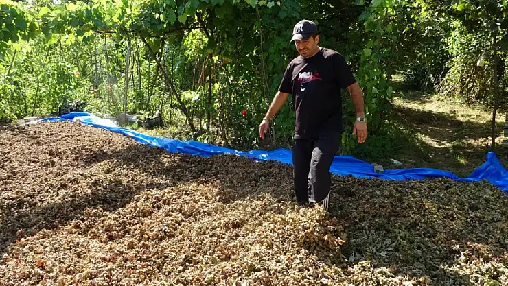 Harmana giren domuz fındıkları yedi