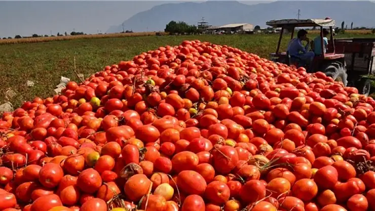 Hasadı bitmeyen kırmızı altın