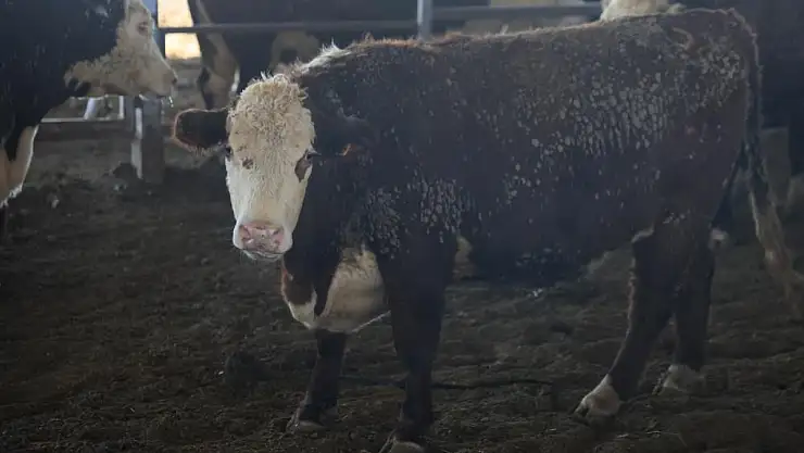 Hatay'da Kaçan 3 Angus: 'Görenler Kaçsın' Uyarısı'