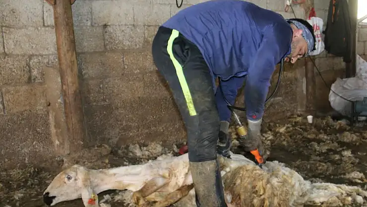 Havalar ısınmasıyla koyun kırkma mesaisi başladı !