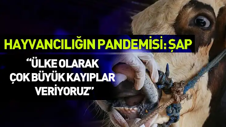 Hayvancılığın pandemisi: Şap