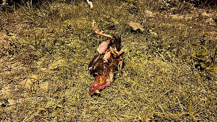 Horoza yapılan kalp masajı yürekleri ısıttı