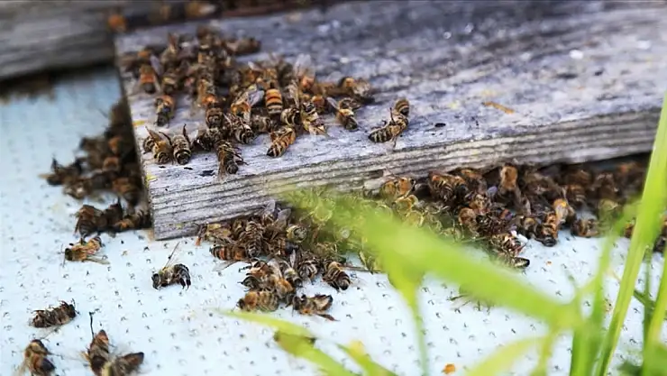 İklim değişikliği arı ölümlerini artırıyor