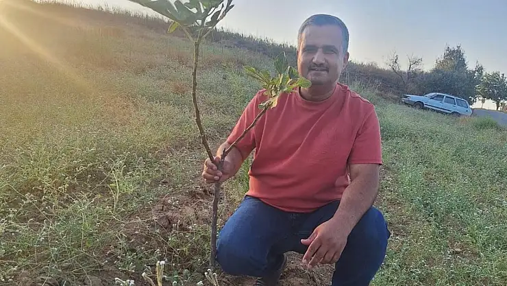 İncir üretimi yaygınlaşıyor