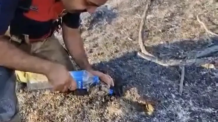 İtfaiyeci kaplumbağaya can suyu verdi