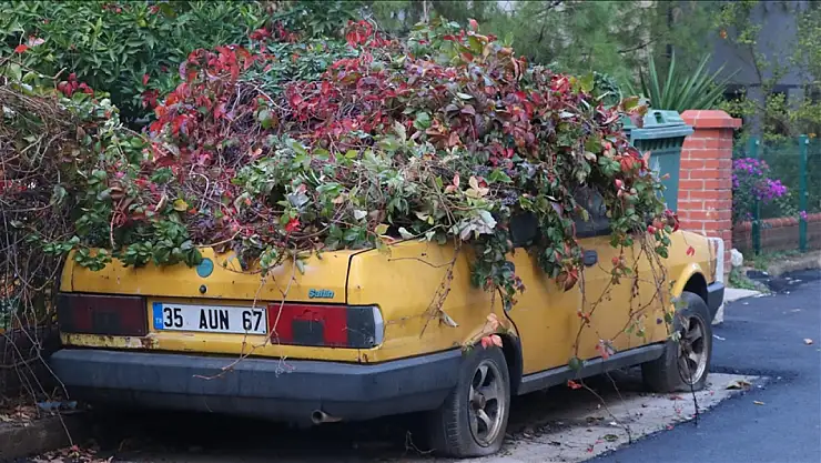 İzmir'de 8 yıldır park halindeki otomobili sarmaşıklar sardı