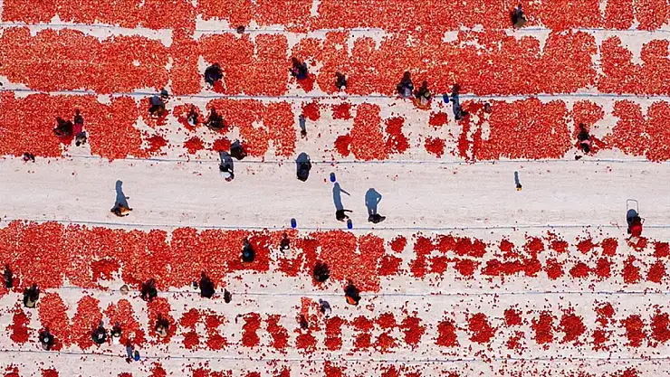 İzmir'de kuru domates mesaisi