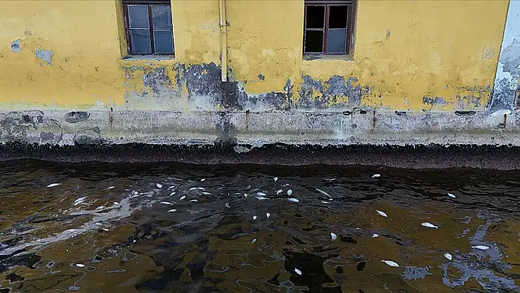İzmir Körfezi'nde balık ölümleri sürüyor
