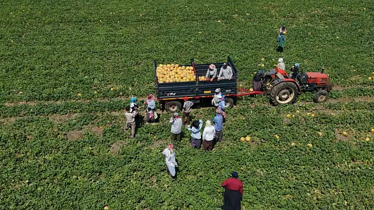Kadın işçiler ekmek parasını topraktan çıkarıyor