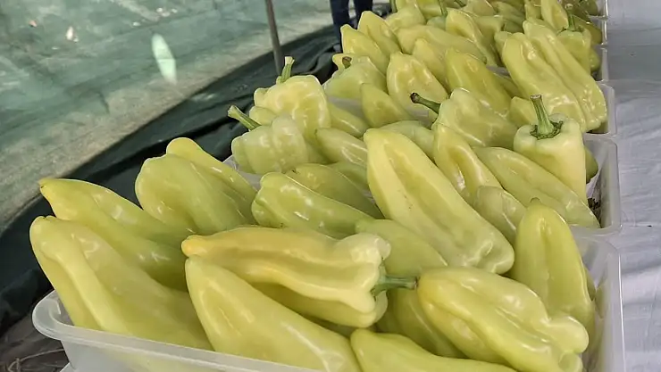 Kale Biberi yetiştiricileri ödüllendirildi