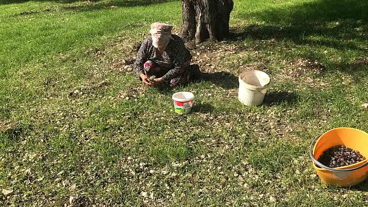Karaburun Furma Zeytini hasadı başladı