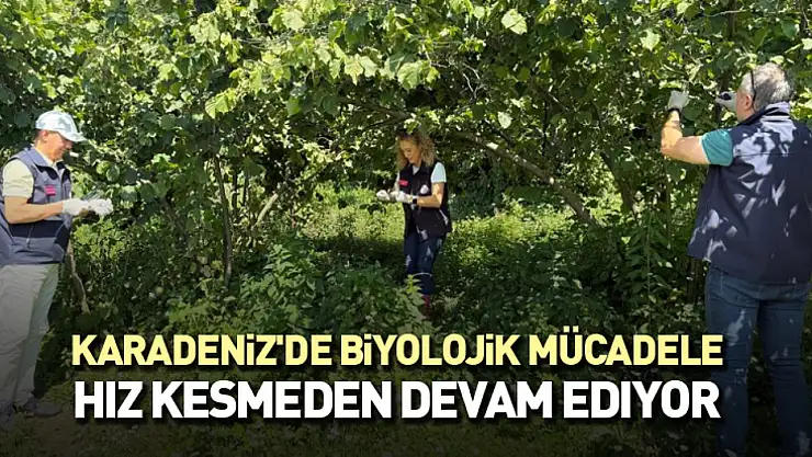 Karadeniz'de biyolojik mücadele hız kesmeden devam ediyor
