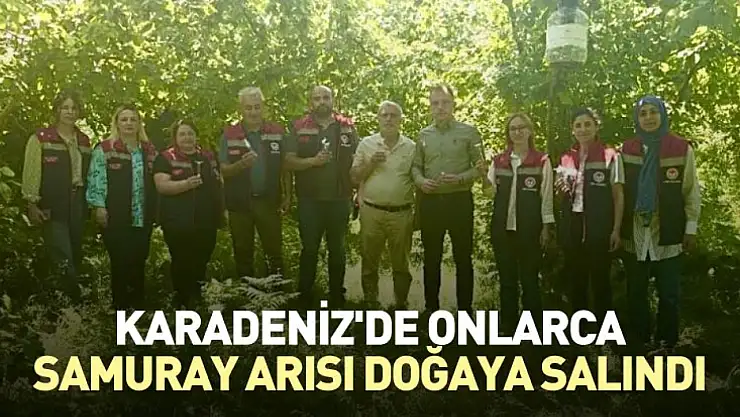 Karadeniz'de onlarca Samuray arısı doğaya salındı