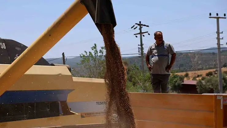 Karakılçık buğdayı hasadı başladı